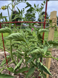 Cover photo for Tomato Variety Trial - Scotland County